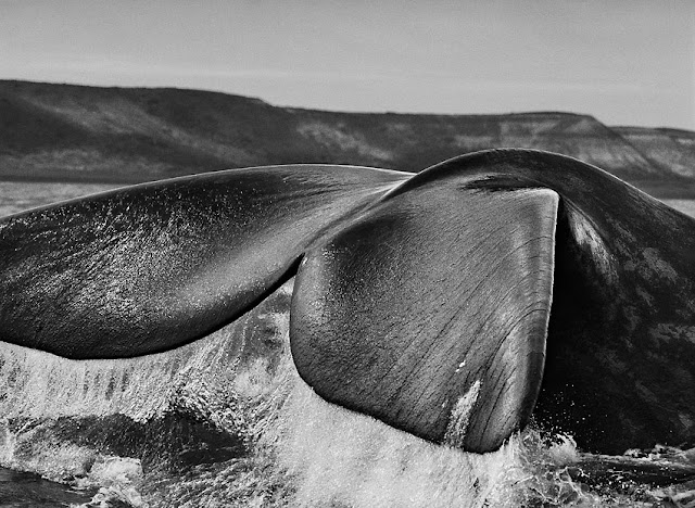 Sebastiao Salgado, Caixa Forum, Madrid, España