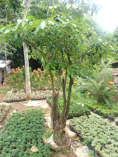 Jual Pohon Pulai | Pohon Pule | Pohon Pelindung | geraitanaman.blogspot.com