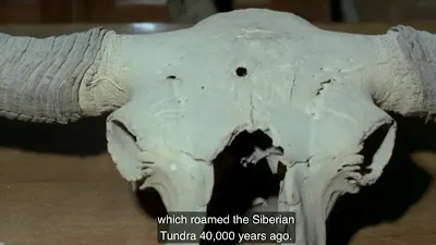 40 thousand years ago a Bison skull took a bullet somehow.