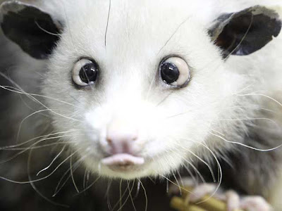 Heidi the cross-eyed opossum charms Germany and Facebook.