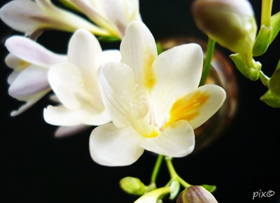 fresia primaveral