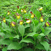 Yellow and Purple Lady Slippers