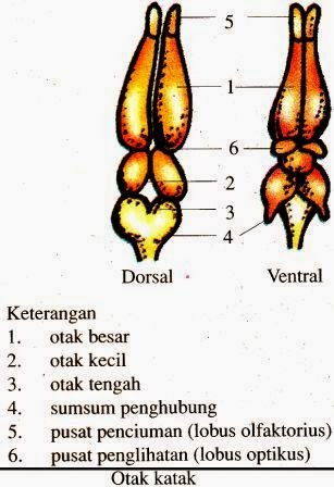 Sistem Saraf Pada Hewan (Vertebrata dan Avertebrata 