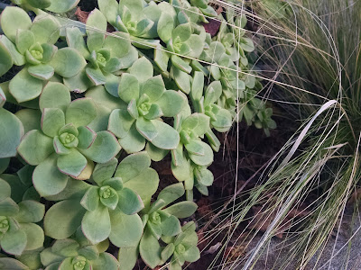 A large cluster of small succulents occupying most of the left half of the photo, plus some grasses to the right.