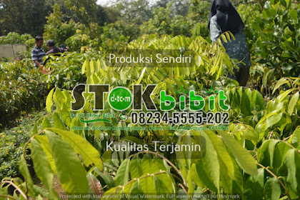 Bougenville                                       cara menanam bunga bougenville di pot