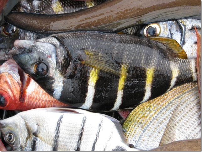 2008.08_cabo_verde_ilha_sal_123