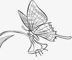 Dunia Sketsa  Gambar sketsa kupu  kupu 
