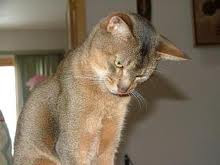 wild abyssinian