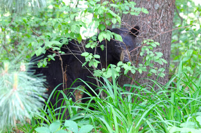 mid-June, mid-day, bearly-visible visitor