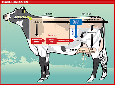 anatomy of digestive system in cows