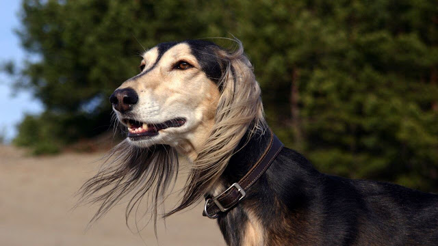 Saluki