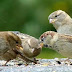 World Sparrow Day March 20