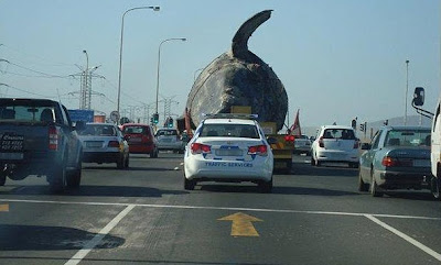 ballena llevada en camion por las calles de sudafrica