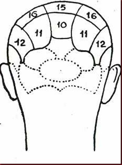 Craniologia 04