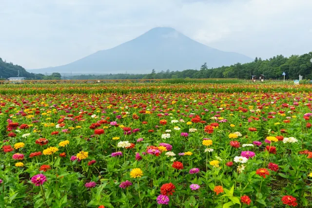 一面に咲く百日草と富士山～山中湖花の都公園