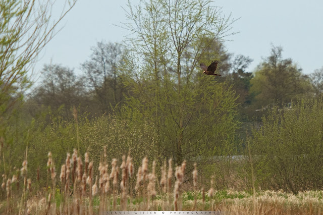 Bruine Kiekendief (v) - Marsh Harrier (f) - Circus aeruginosus 