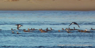 White-winged Scoters Flying, 11/13/10 Plum Island, North End