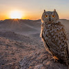 Info tentang Burung Hantu || Owl || Koko Beluk || kokobeluk.com