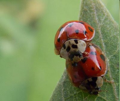 ladybug tattoos pictures strange ladybug tattoos pics