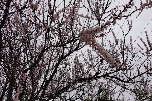 鳥取県米子市日下 早咲きの桜