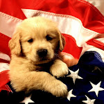 1024 - American Puppy.jpg