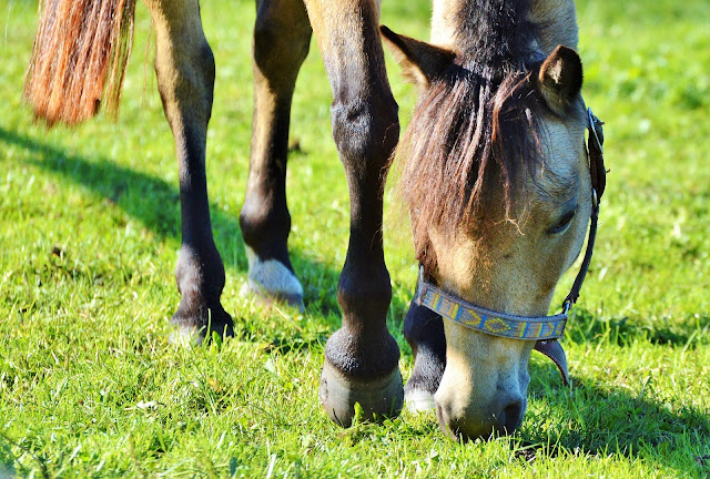 budget - cheval - pré