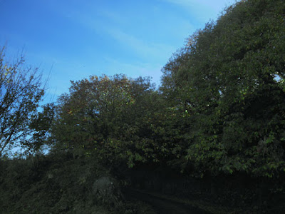 castaños, monte serantes