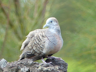 Geopelia striata - Géopélie zébrée - Colombe zébrée - Colombine zébrée - Tourterelle striée