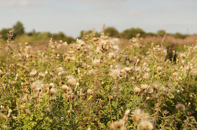 wildflowers in the sunshine