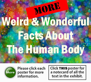 More Weird & Wonderful Facts About The Human Body