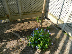 Toronto Spring Backyard Garden Cleanup Cabbagetown After by Paul Jung Gardening Services a Toronto Gardening Company