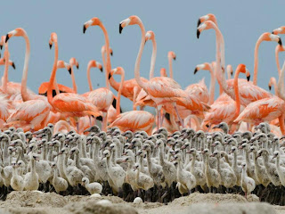 fotografias de flamencos