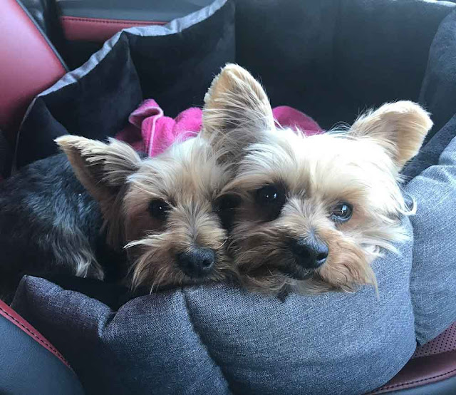 2 Yorkies laying in a car travel seat