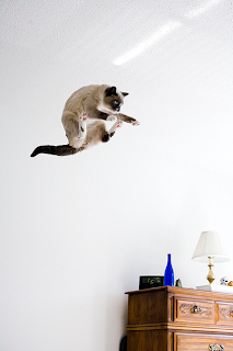 flying cat in room