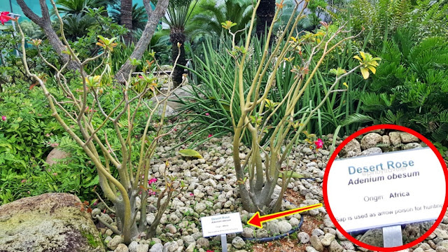 Desert Rose at Changi Airport Terminal 1 Cactus Garden