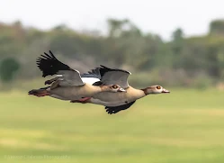Two Egyptian Geese in Flight Woodbridge Island Image Copyright Vernon Chalmers Photography