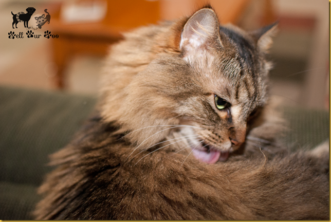 Tongue Out Tuesday January 14th  (copyright Jenny @ Bell Fur Zoo)