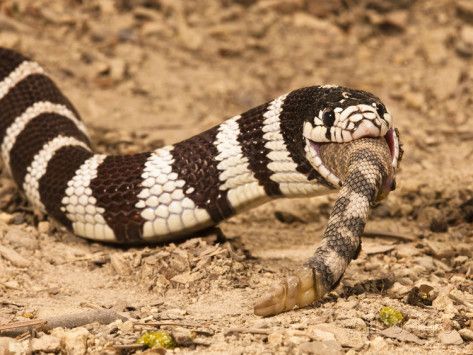 Life Is Short But Snakes Are Long Venom Resistance In Kingsnakes