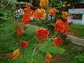 Caesalpinia  pulcherrima 