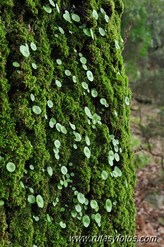 En el corazón del bosque