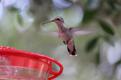 how to use hummingbird feeder?