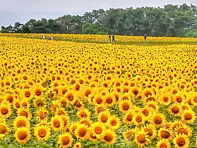 Hokuryu Sunflower Festival 2022 - Hokuryu town, Hokkaido Prefecture