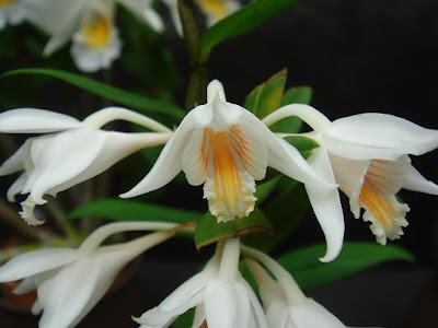 Dendrobium longicornu care and culture