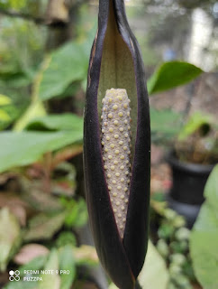 biji cyrtosperma