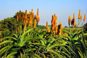 Aloe thraskii