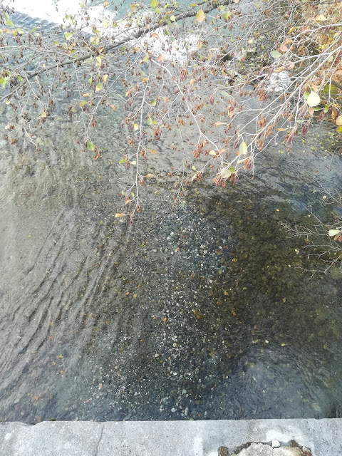 Frayère sur l'Adour