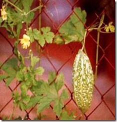 clip_image002[4]