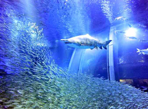 Okinawa, Churaumi Aquarium