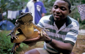 spesis katak terbesar di dunia