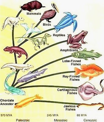 Materi Biologi Tentang Animalia Vertebrata 